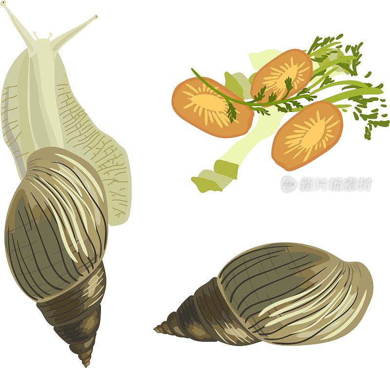 巨型非洲蜗牛(Lissachatina fulica)，巨型非洲蜗牛壳和蜗牛食物分离在白色背景上。